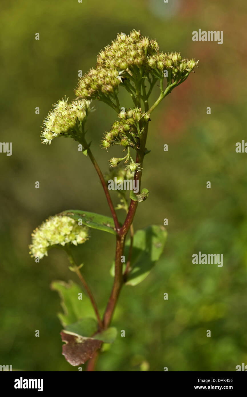 Stonecrop, Liveforever, livelong, orpine, witch's moneybags (Sedum maximum), blooming, Germany, BG Ffm Stock Photo