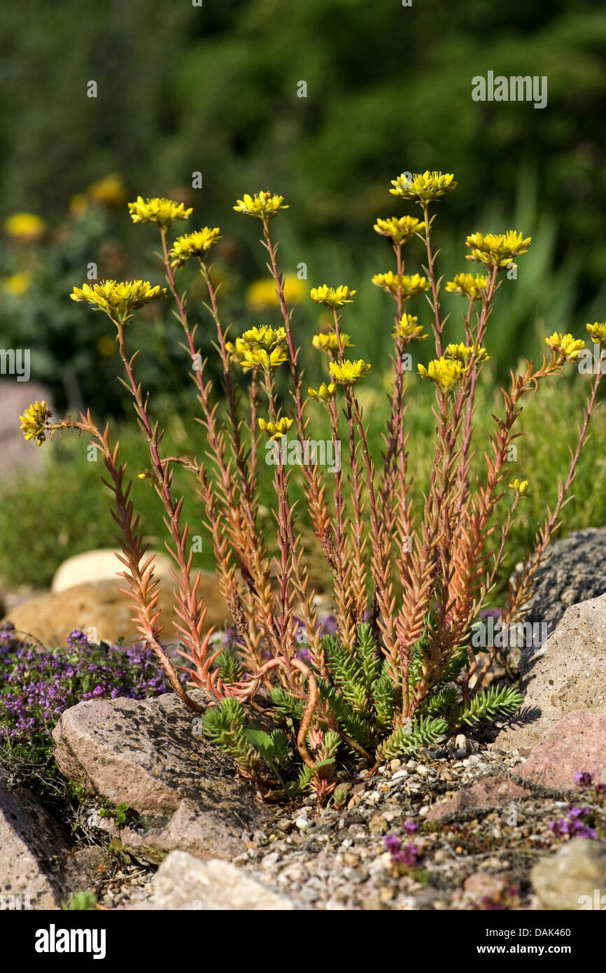 reflexed stonecrop, stone orpine, crooked yellow stonecrop, Jenny's stonecrop (Sedum rupestre, Sedum reflexum), blooming, Germany Stock Photo