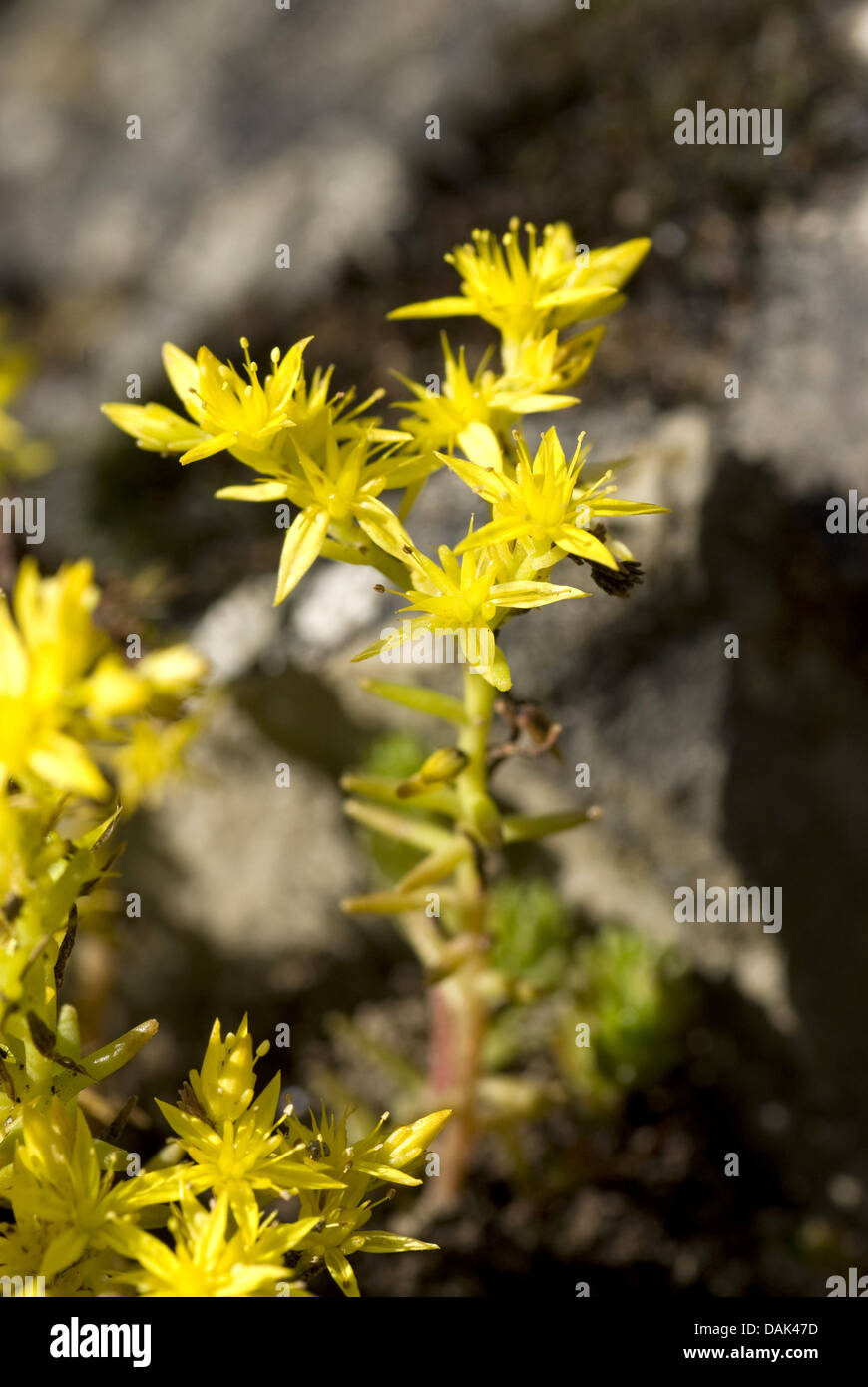 tasteless stonecrop, tasteless yellow stonecrop, hexagon stonecrop (Sedum sexangulare), blooming, Germany Stock Photo