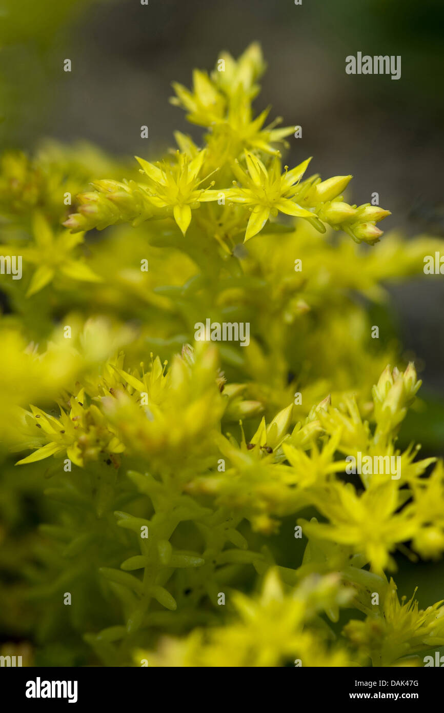 tasteless stonecrop, tasteless yellow stonecrop, hexagon stonecrop (Sedum sexangulare), blooming, Germany Stock Photo