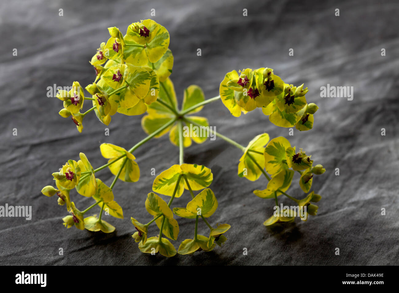Euphorbia Dendroides on textile, close up Stock Photo