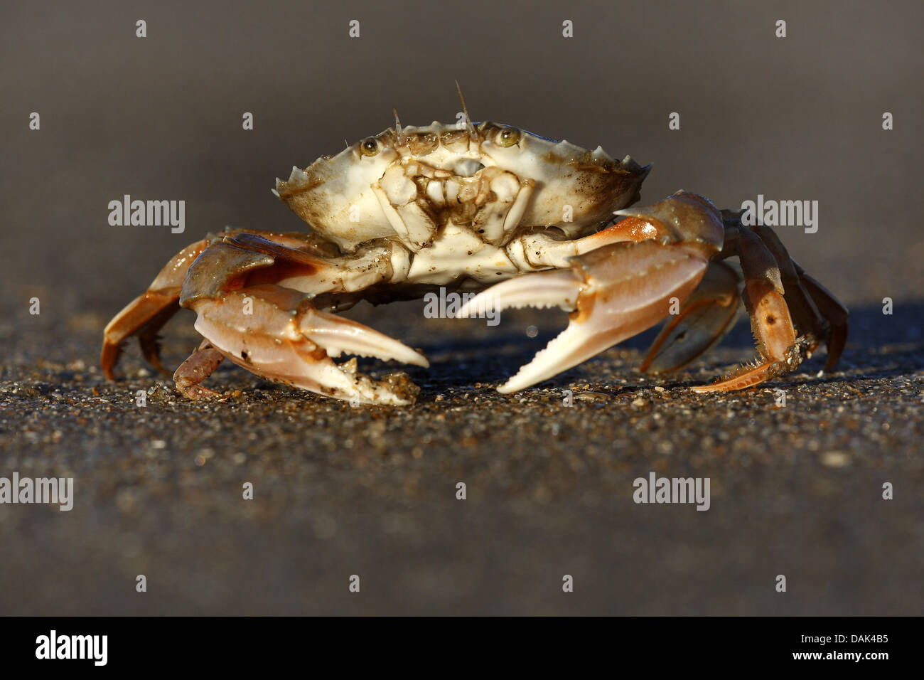 common swimming crab, flying swimming crab (Portunus holsatus
