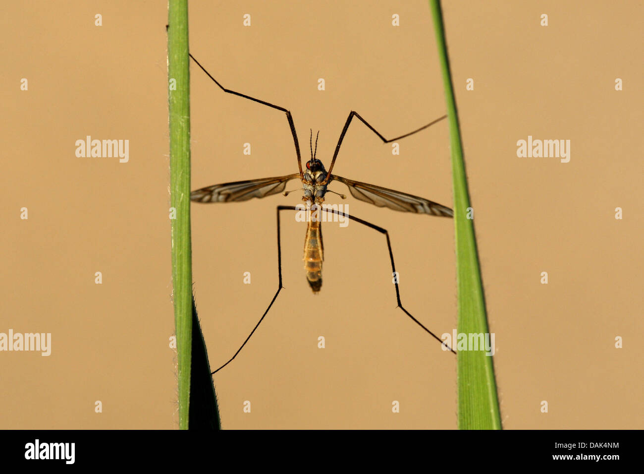 crane flies, crane-flies, daddy-long-legs (Tipula spec.), at two grass leaves, Belgium Stock Photo