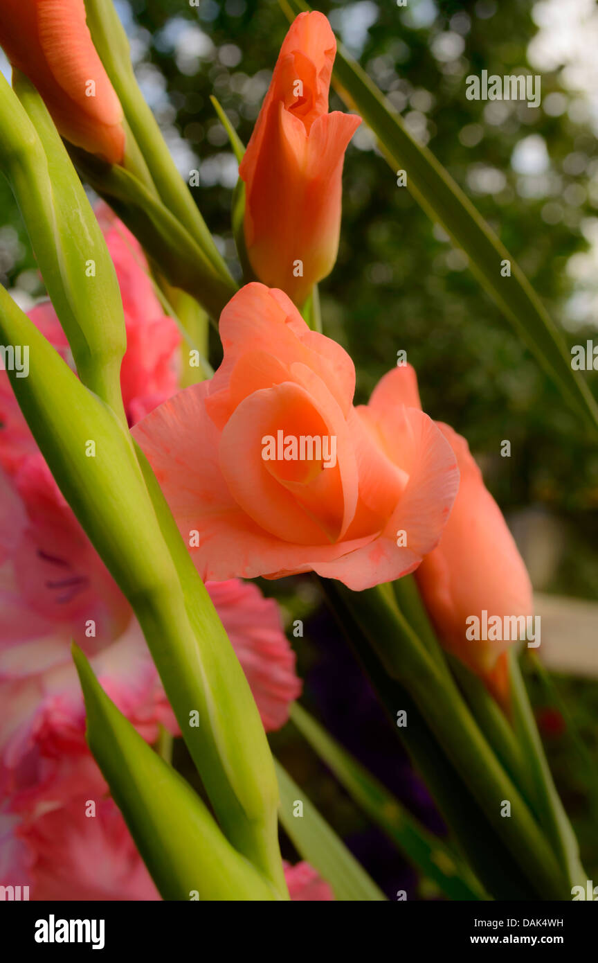 orange gladioli in the garden Stock Photo