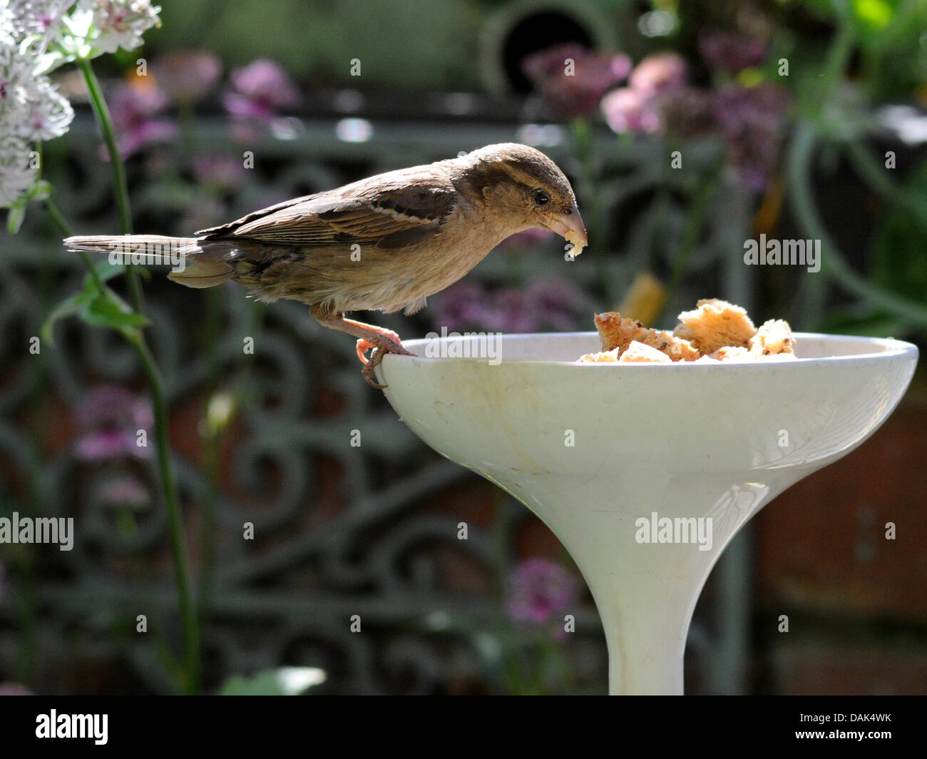 A small sparrow visiting a bird feeder. Stock Photo