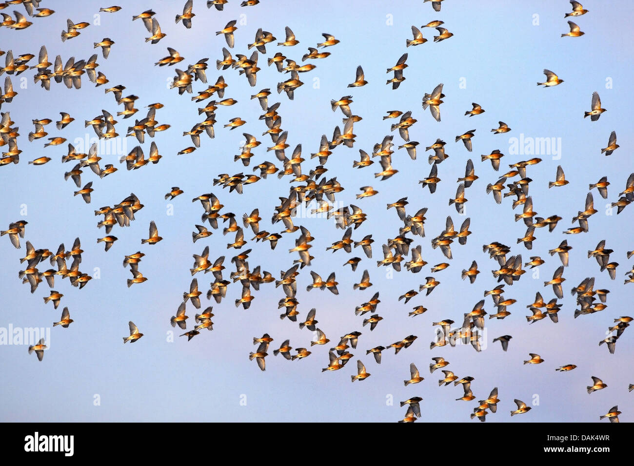 linnet (Carduelis cannabina, Acanthis cannabina), flying flock, Belgium Stock Photo