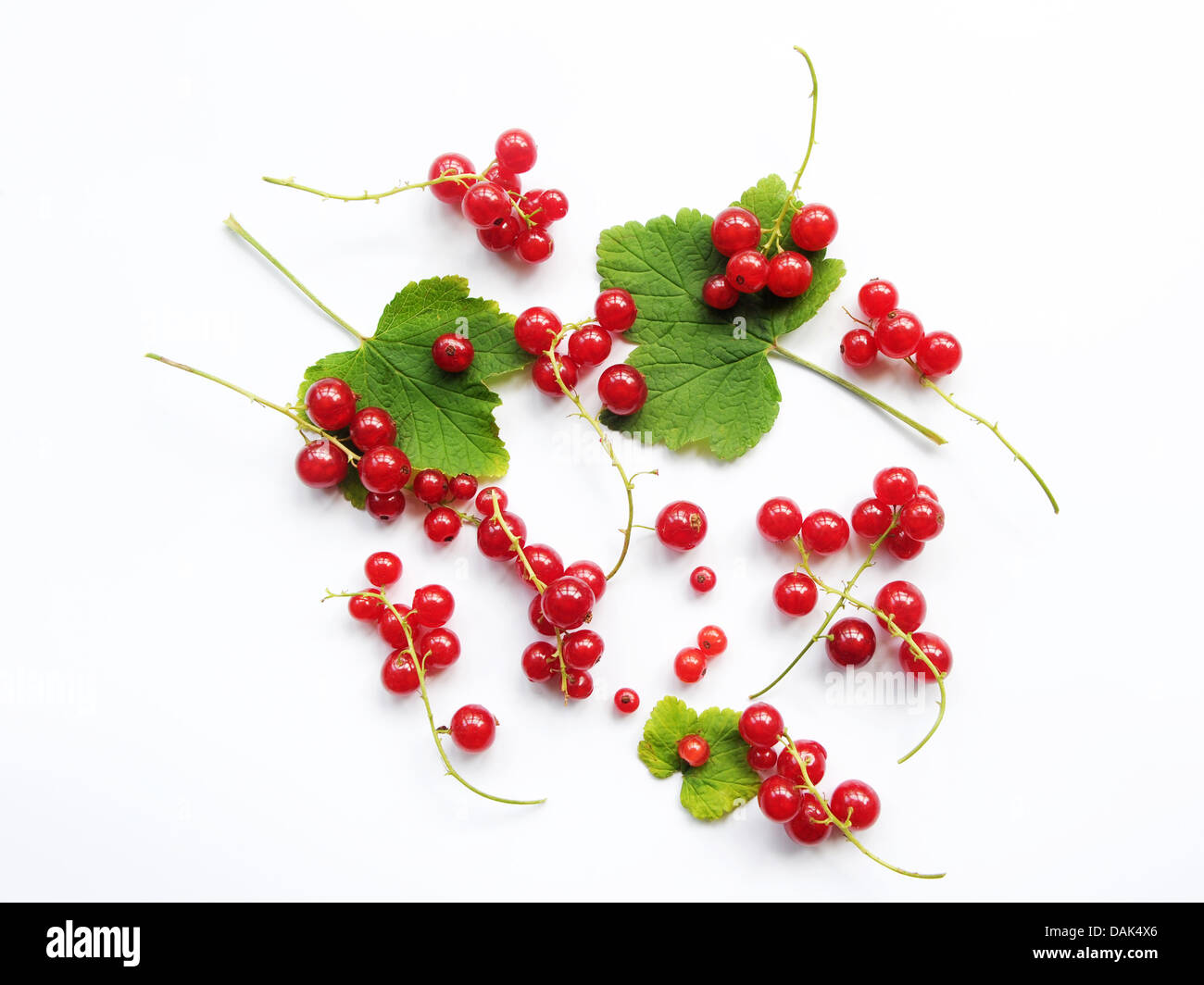 Redcurrants on a white background. Stock Photo