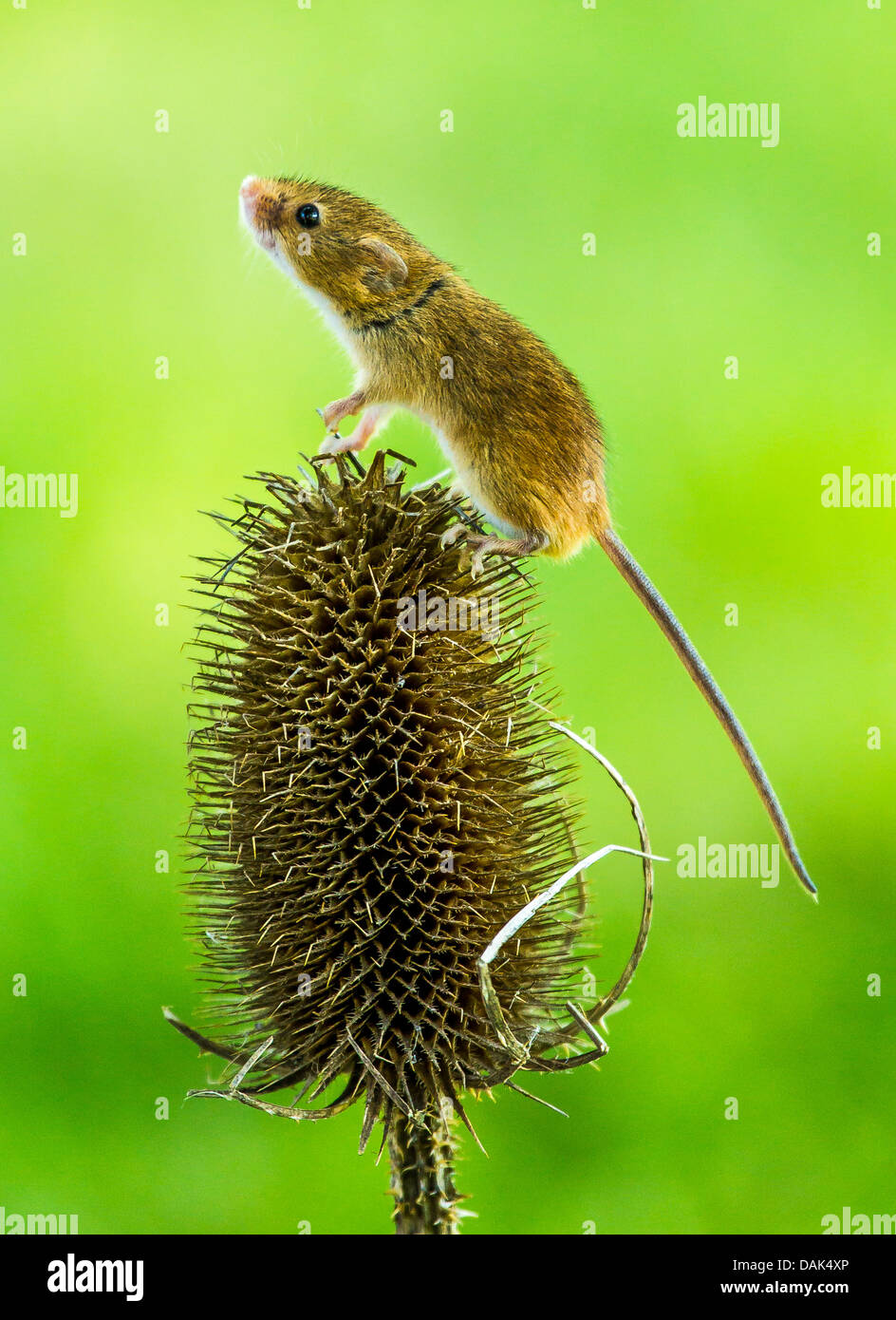 Field Mouse balancing on a thistle Stock Photo