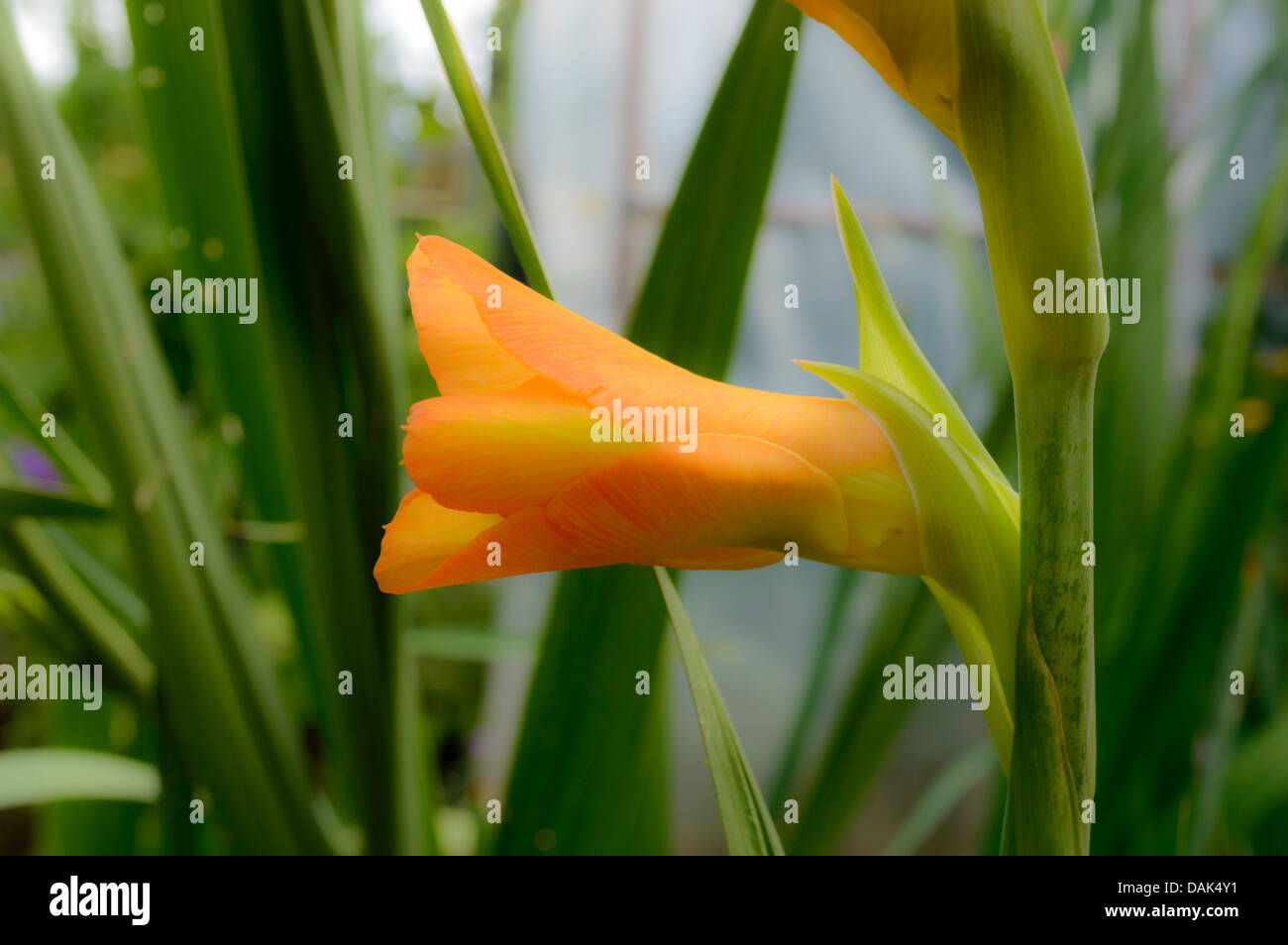 orange gladioli in the garden Stock Photo