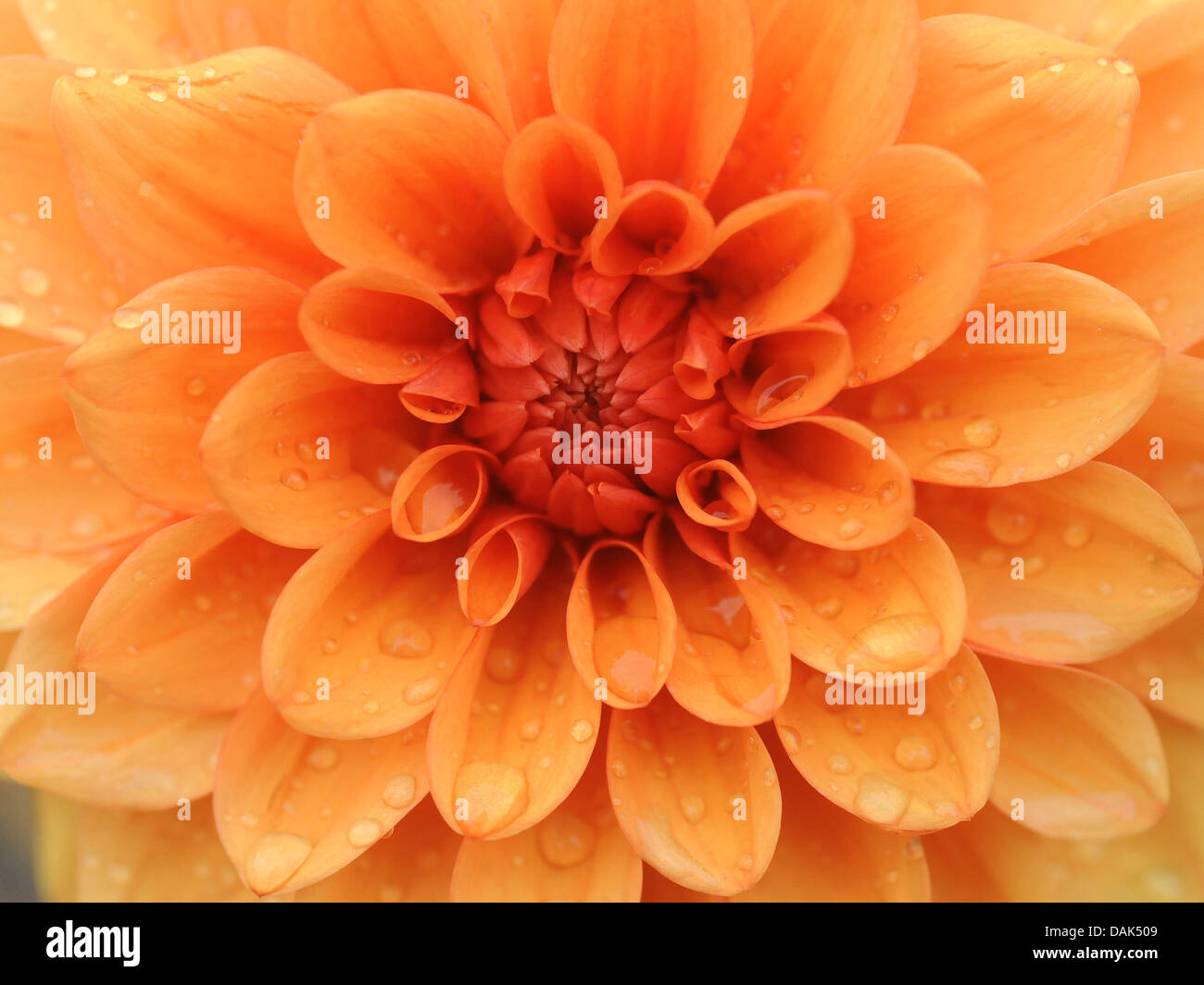 A bright orange decorative dahlia flower. Stock Photo