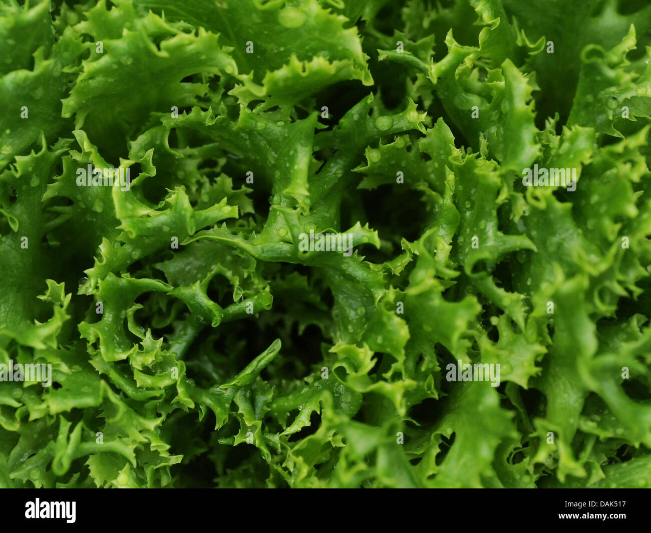 Green lettuce that is disease free. Stock Photo