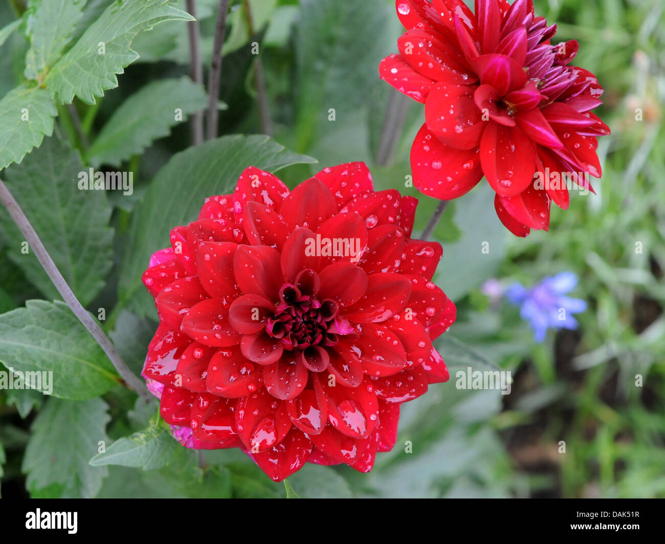 Bright red dahlia flowers that have been watered. Stock Photo