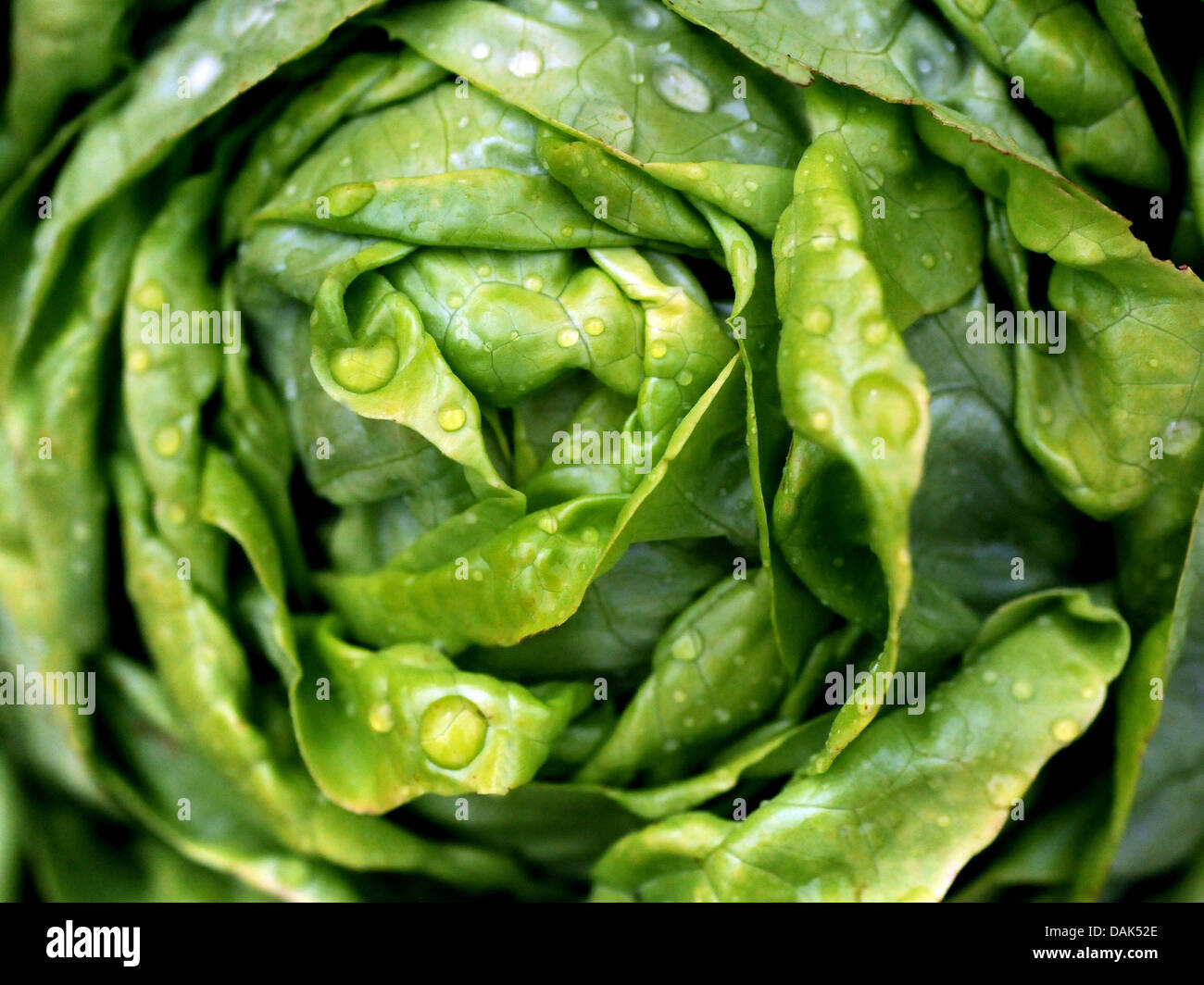 A close up of a fresh green lettuce Stock Photo