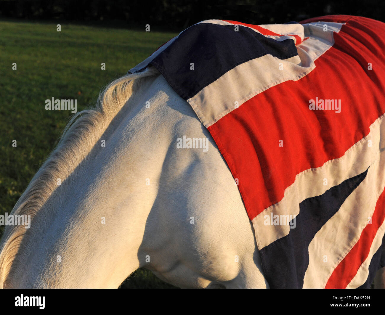 A muscular horse wearing a union jack flag, flying the flag for Britain. Stock Photo