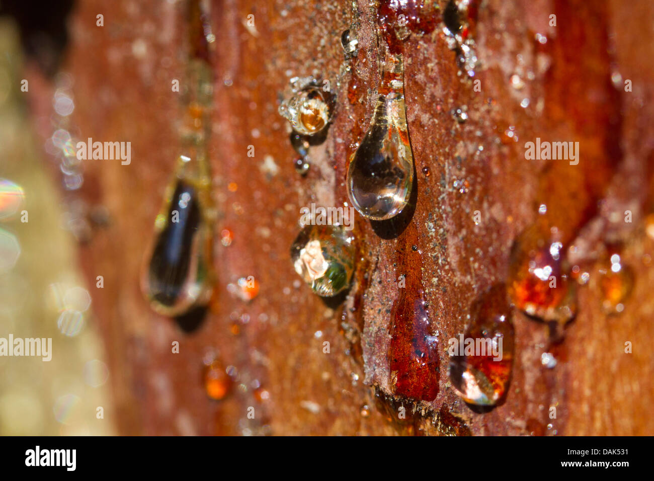 timberborn pine resin timberborn pine resin