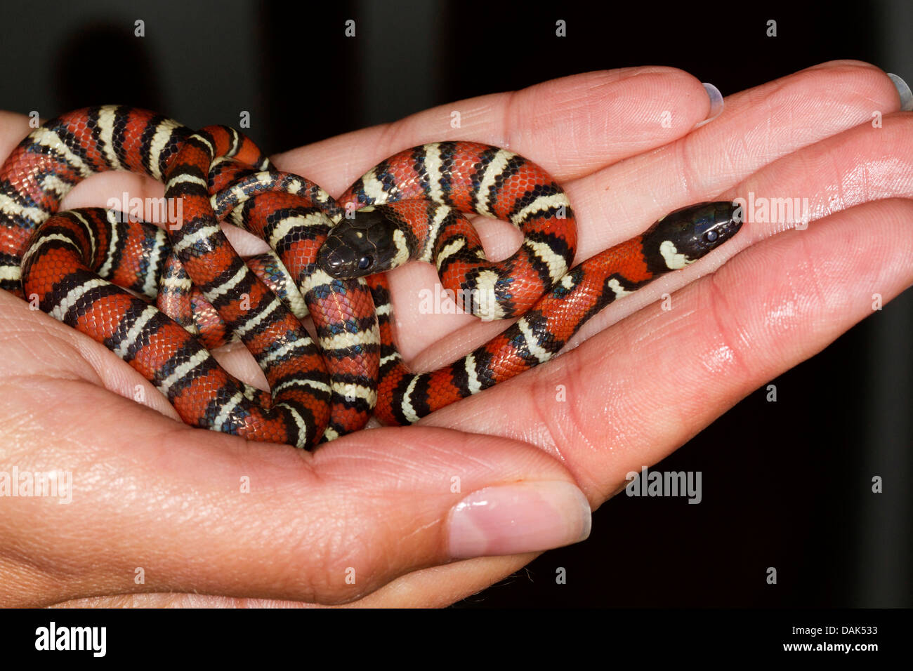 milk snake, eastern milk snake (Lampropeltis triangulum), newly hatched Stock Photo
