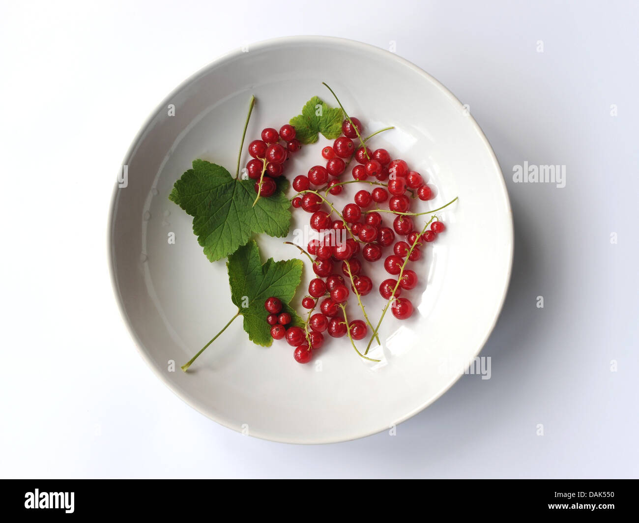 A clean white dish of redcurrants and red currant leaves. Stock Photo