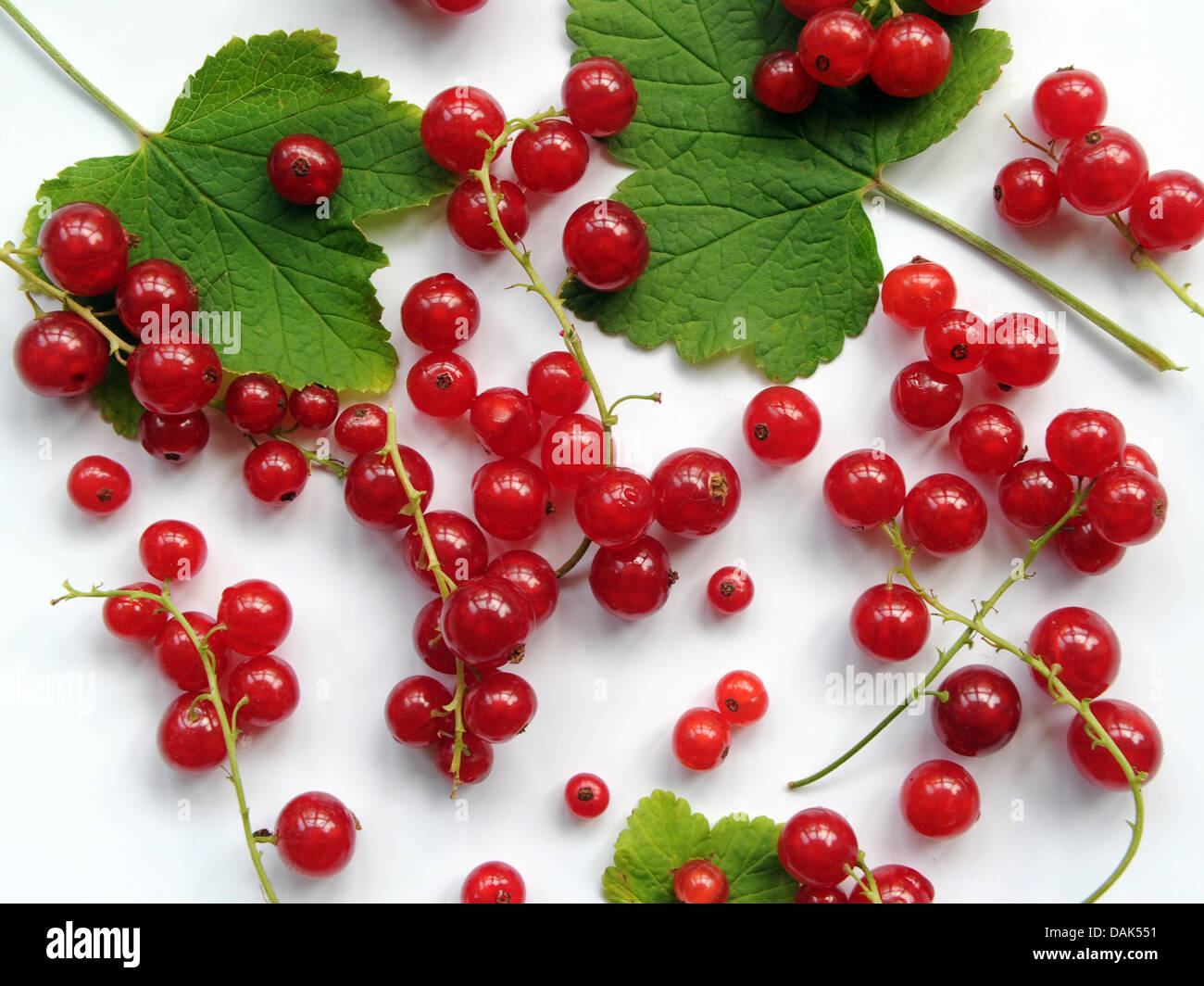 Redcurrant berries and leaves. Stock Photo