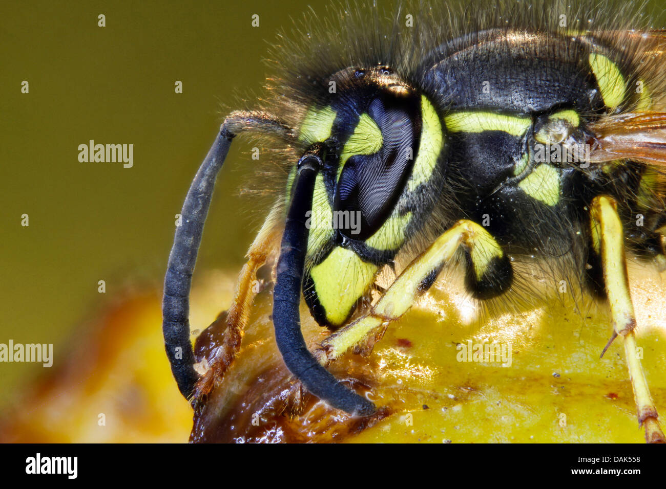 common wasp (Vespula vulgaris, Paravespula vulgaris), feeding on plum, Germany, Mecklenburg-Western Pomerania Stock Photo