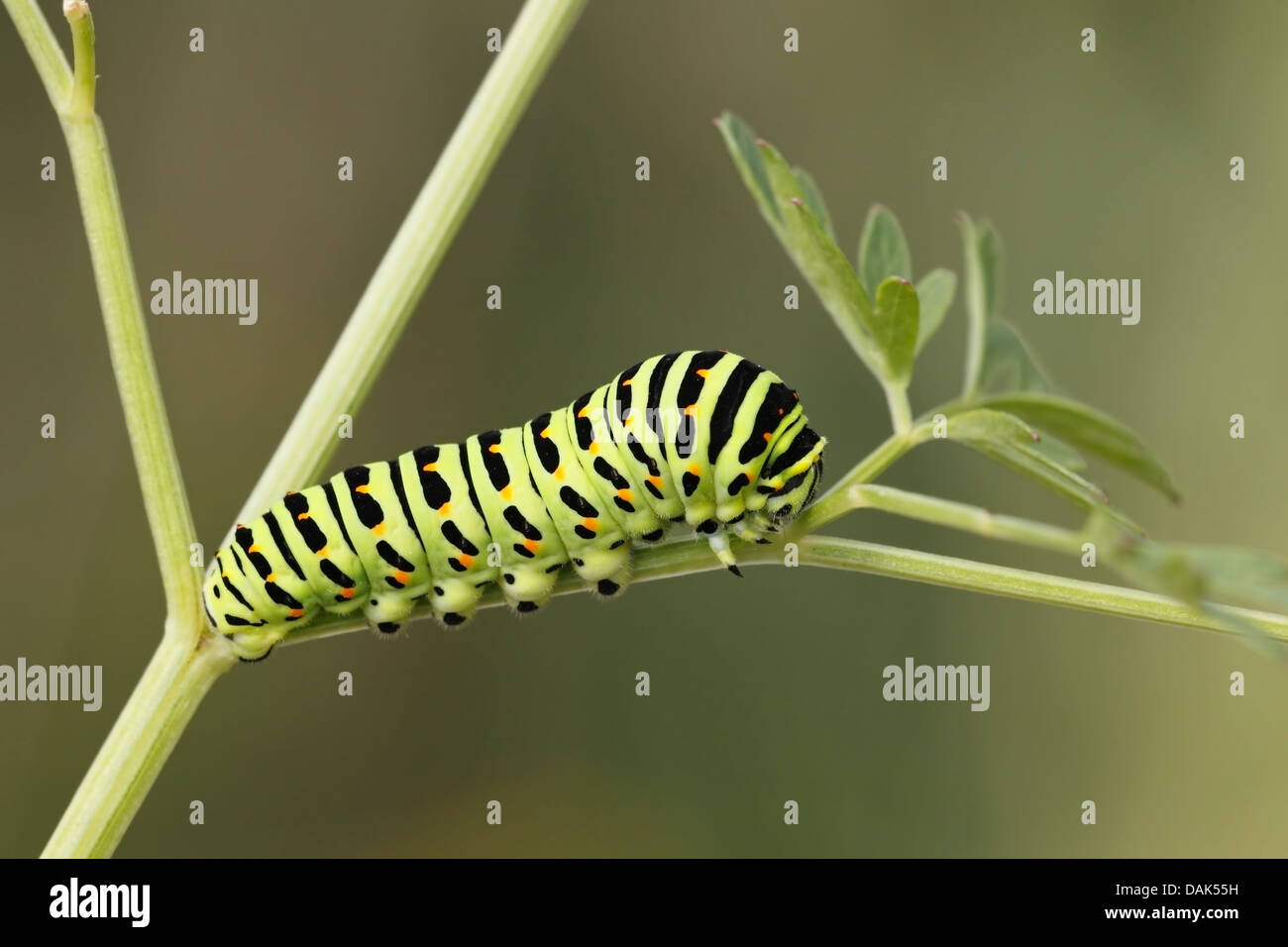 swallowtail butterfly (Papilio machaon britannicus) caterpillar feeding on Milk Parsley, Strumpshaw, Norfolk, United Kingdom Stock Photo