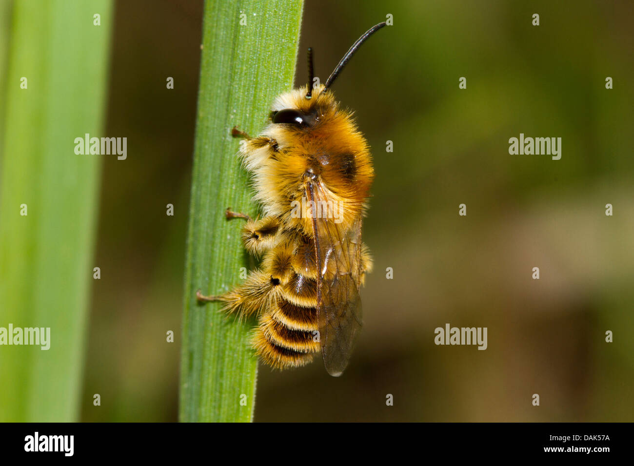 hairy-legged bees (Dasypoda altercator), male sunbathing, Germany, Mecklenburg-Western Pomerania Stock Photo