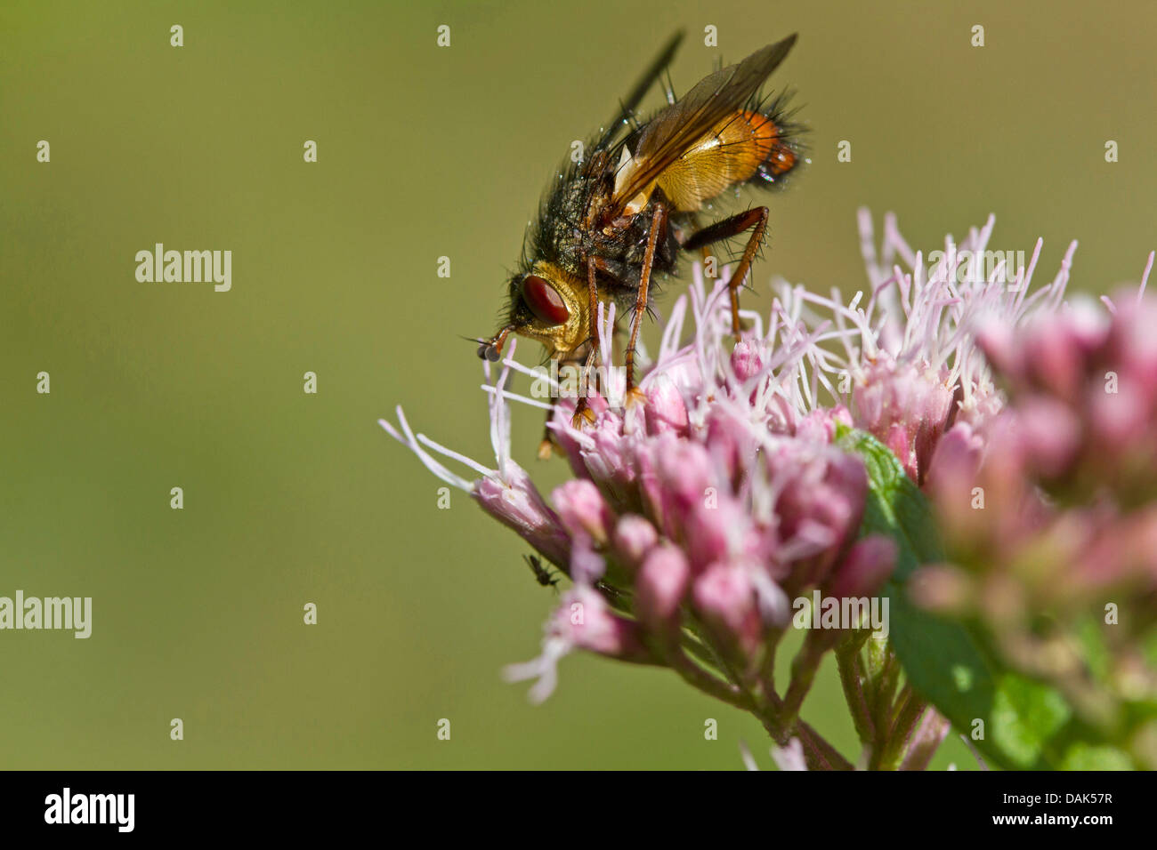 Parasite fly (Tachinidae), on inflorescence of boneset, Germany ...