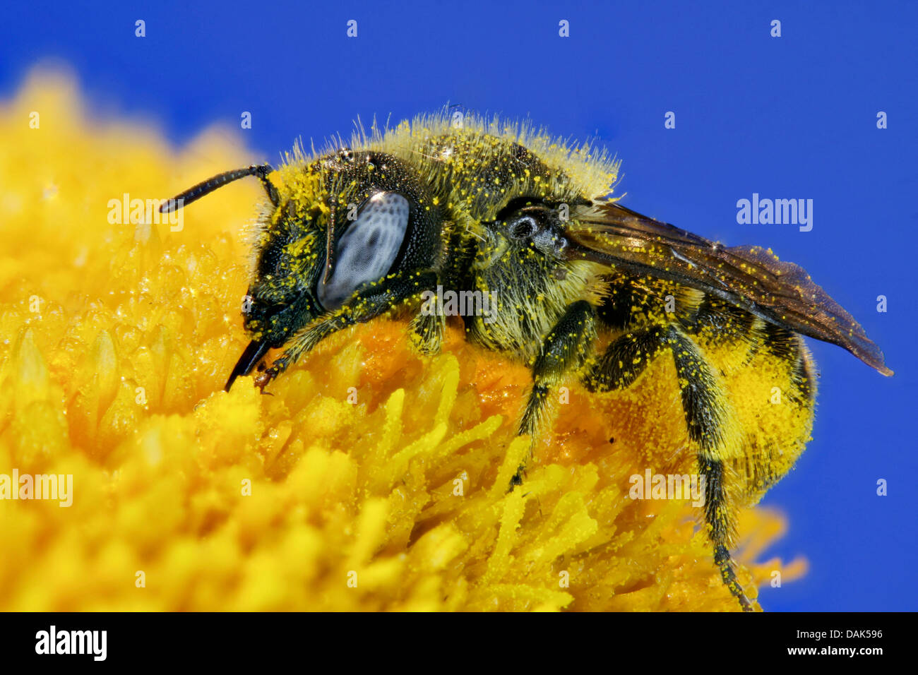 Mason bees hires stock photography and images Alamy