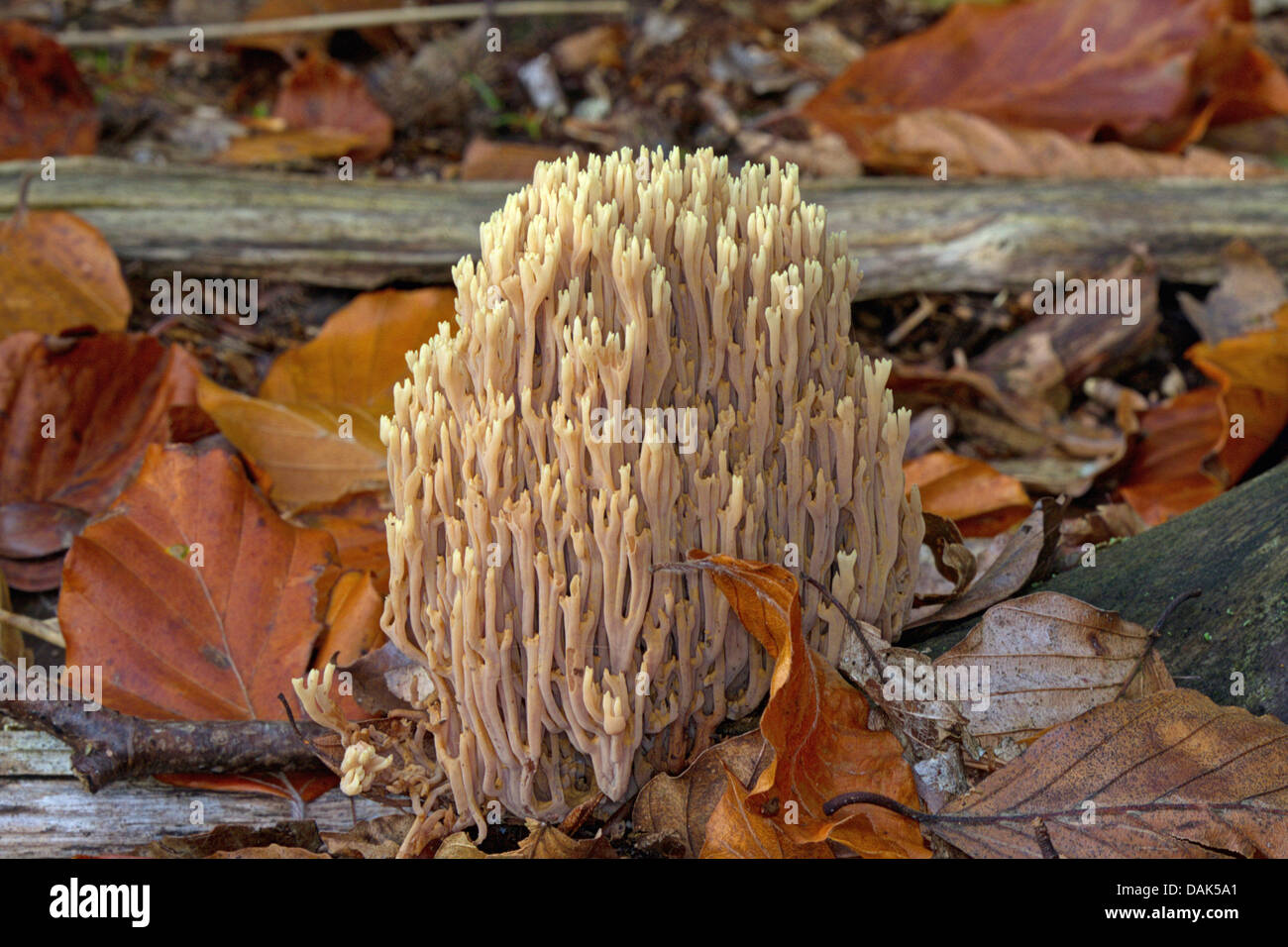 Coral Mushroom (Ramaria mairei, Ramaria pallida), on forest ground, Germany, Mecklenburg-Western Pomerania Stock Photo