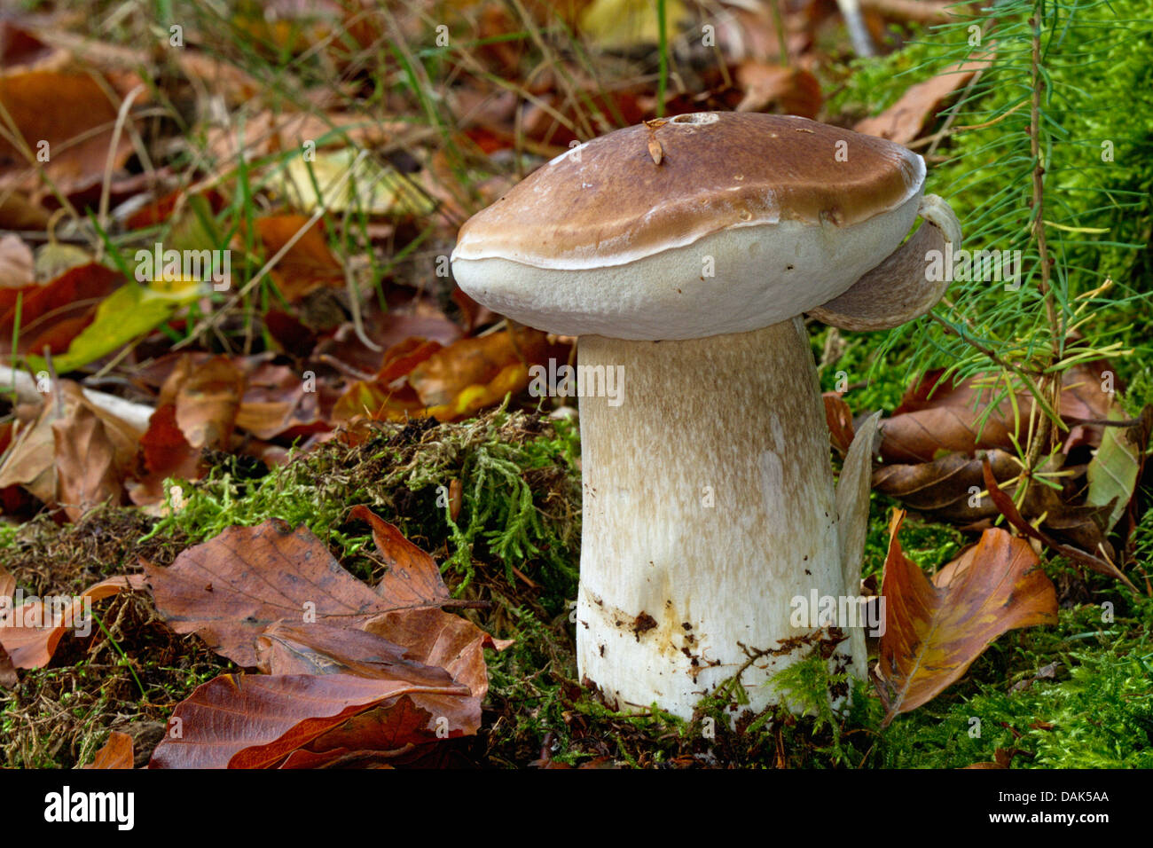Summer bolete, Summer cep (Boletus reticulatus, Boletus aestivalis), on a forest ground, Germany ...