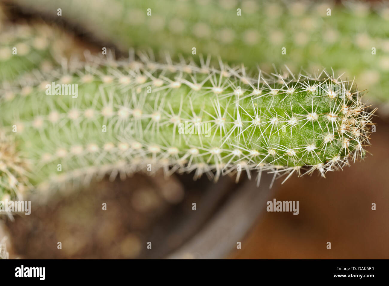 Aporocactus Flagelliformis, Rattail Cactus, Cactaceae Stock Photo