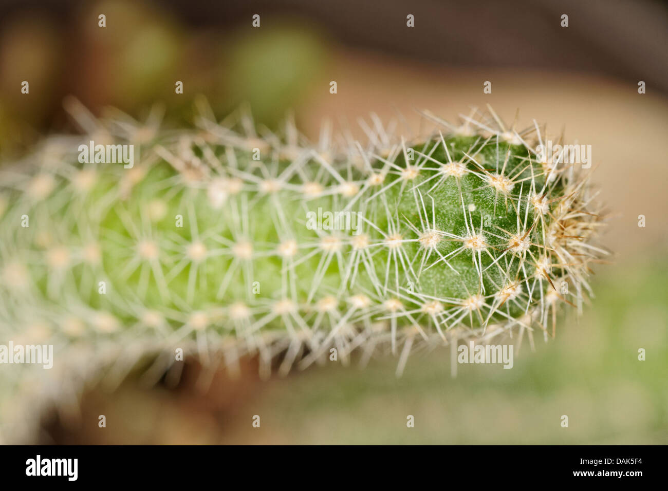 Aporocactus Flagelliformis, Rattail Cactus, Cactaceae Stock Photo