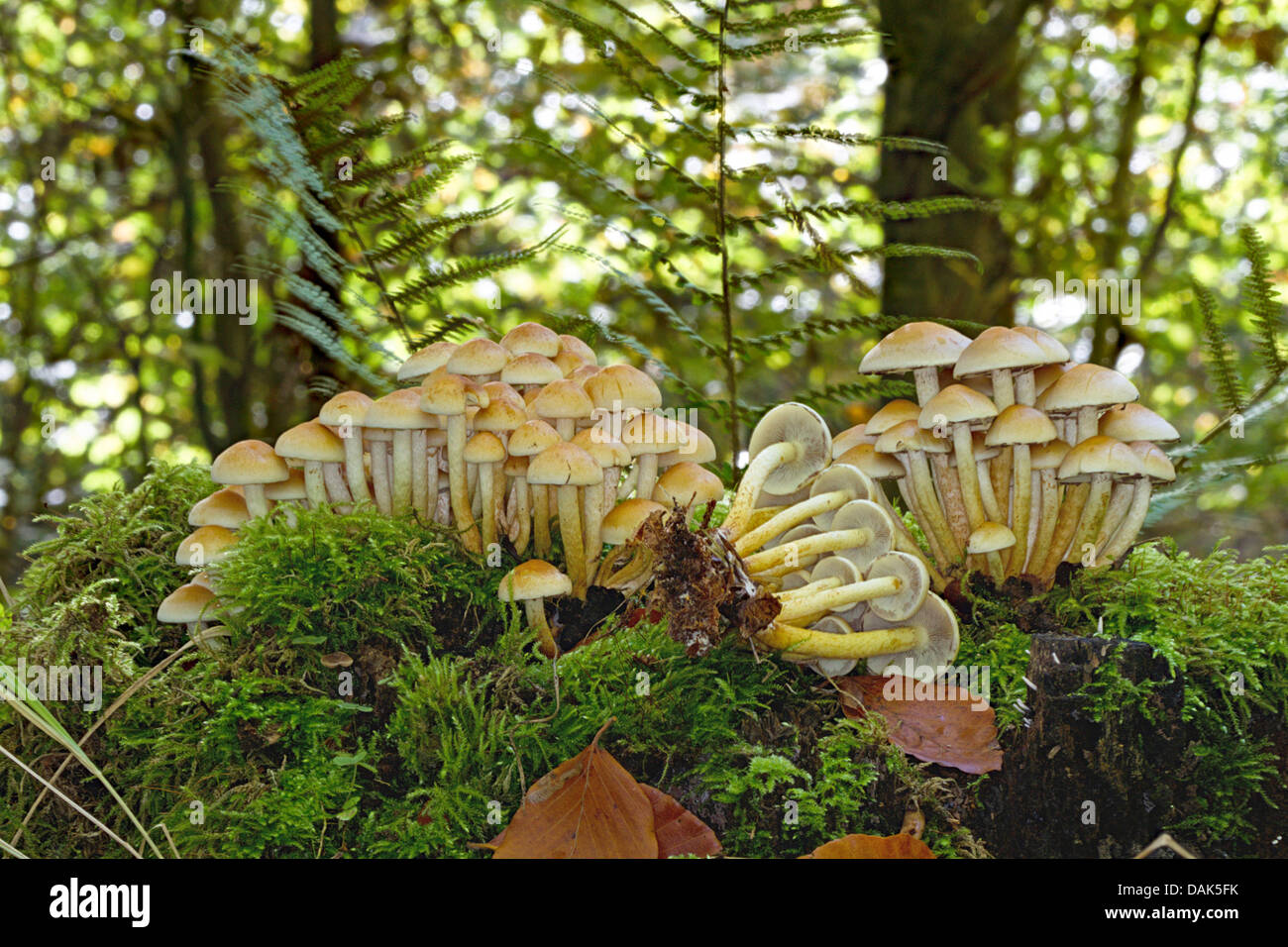sulphur tuft (Hypholoma fasciculare), on tree snag, Germany, Mecklenburg-Western Pomerania Stock Photo