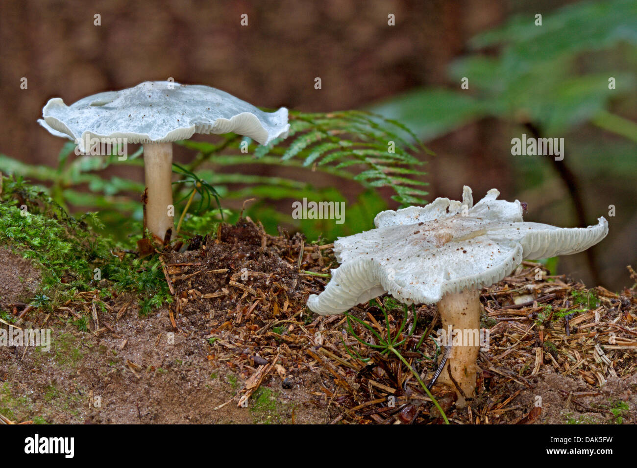 aniseed funnel (Clitocybe odora), two fruiting bodies on forest floor, Germany, Mecklenburg-Western Pomerania Stock Photo