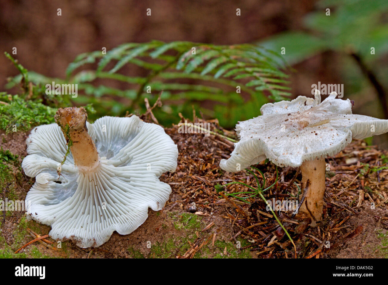 aniseed funnel (Clitocybe odora), two fruiting bodies, one of them turned around, Germany, Mecklenburg-Western Pomerania Stock Photo