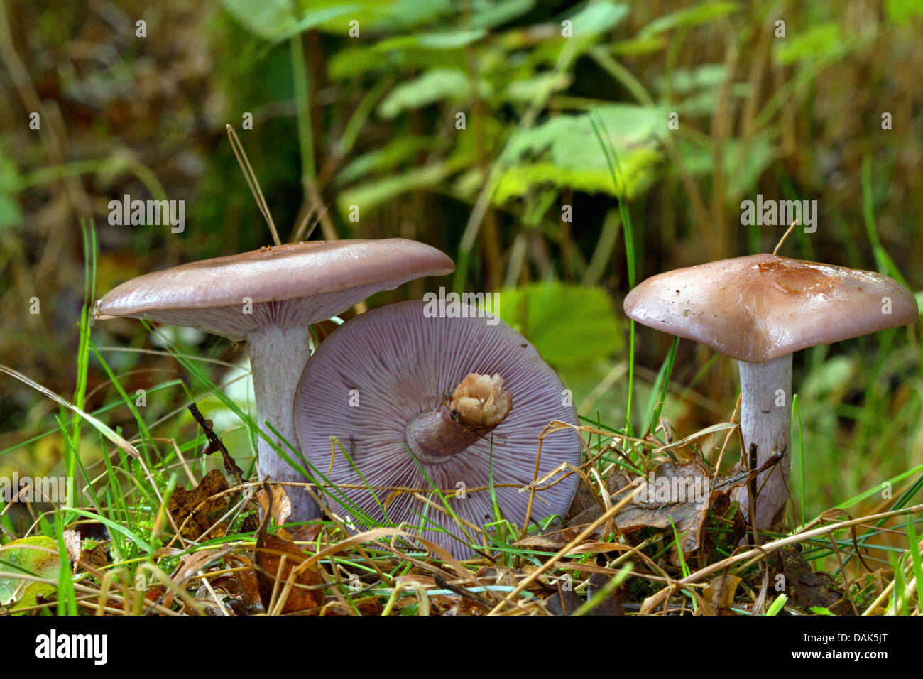 wood blewit (Lepista nuda), three fruiting bodies on forest floor, one of them turned around, Germany, Mecklenburg-Western Pomerania Stock Photo