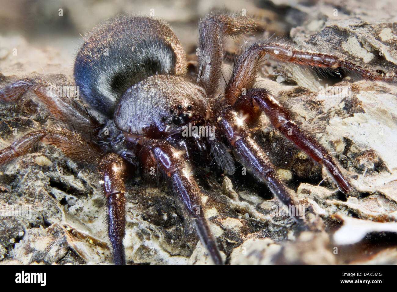 hunting spider, ground spider (Dassodes spec.), hunting, Germany, Mecklenburg-Western Pomerania Stock Photo