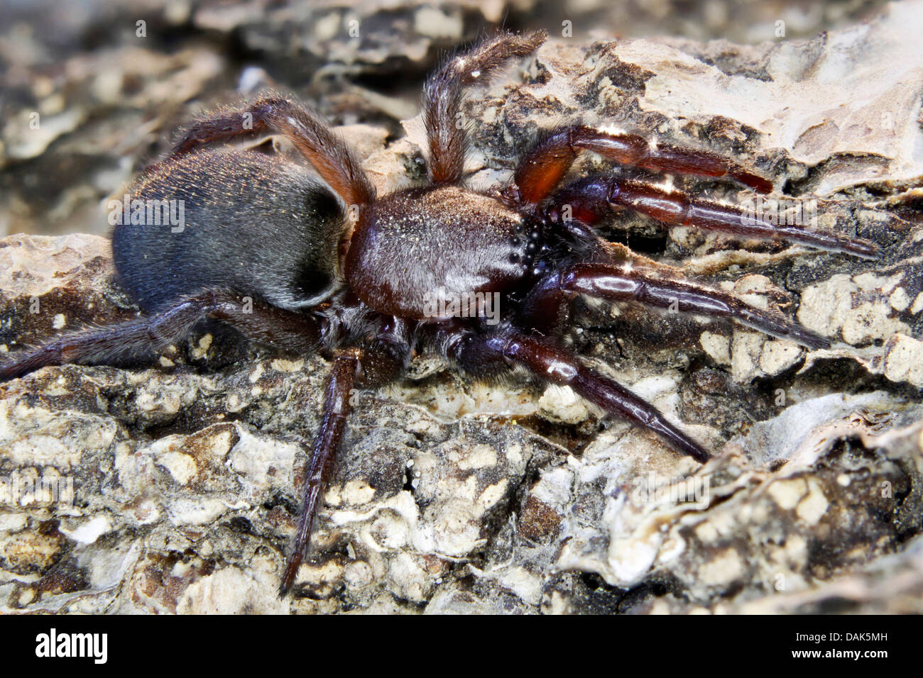 hunting spider, ground spider (Dassodes spec.), hunting, Germany, Mecklenburg-Western Pomerania Stock Photo