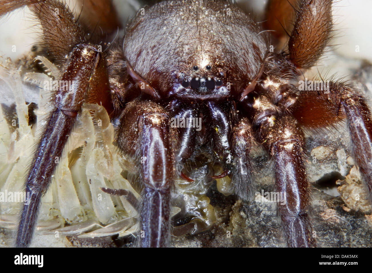 hunting spider, ground spider (Dassodes spec.), with caught isopod, Germany, Mecklenburg-Western Pomerania Stock Photo