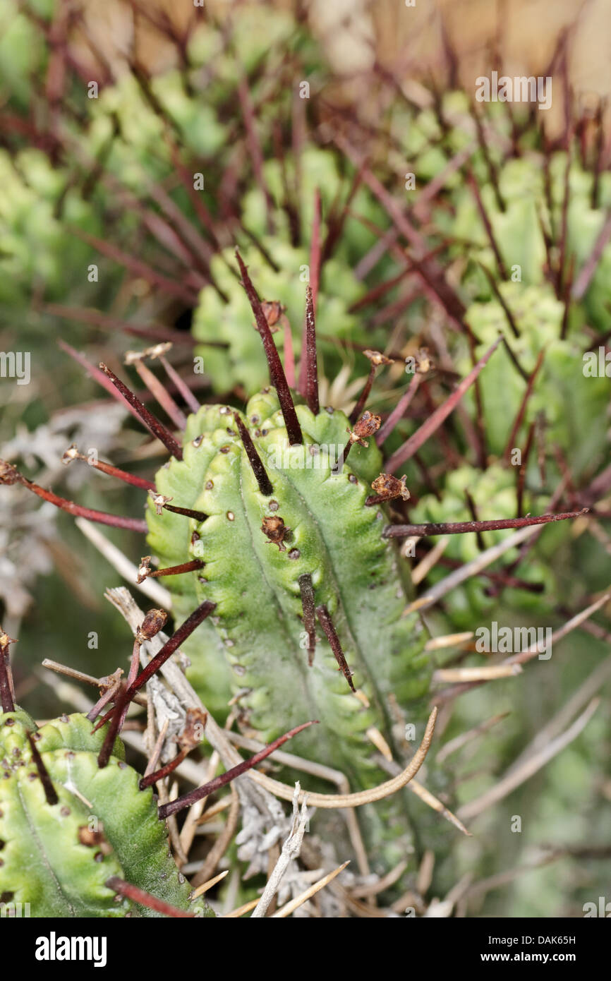 Euphorbia enopla crestata, Cactaceae, Spain. Stock Photo