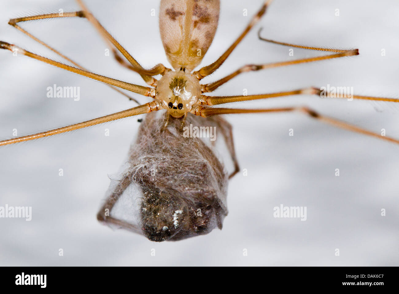 Longbodied cellar spider, Longbodied cellar spider (Pholcus