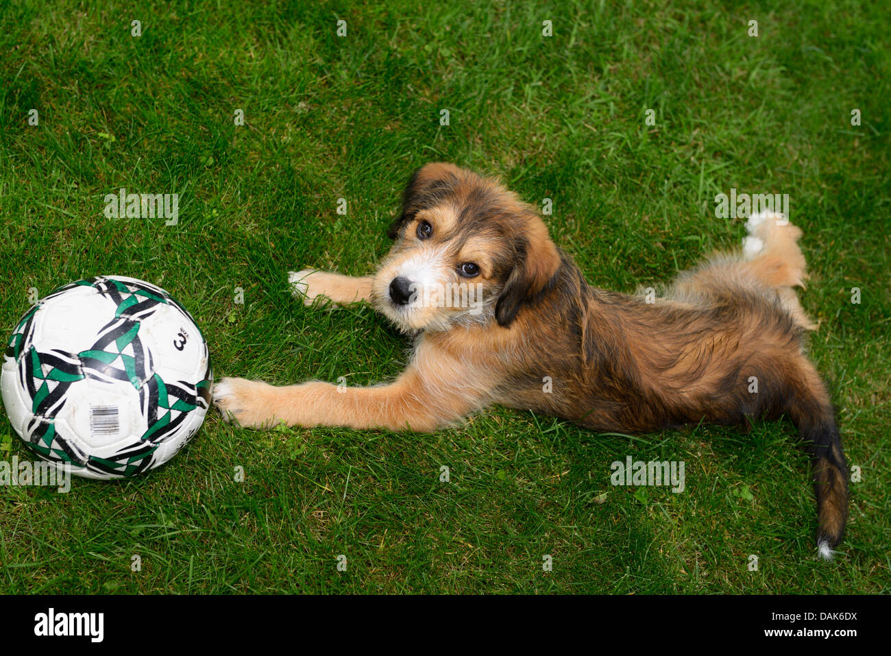 Mixed breed puppy lying on grass looking up with soccer ball Stock Photo