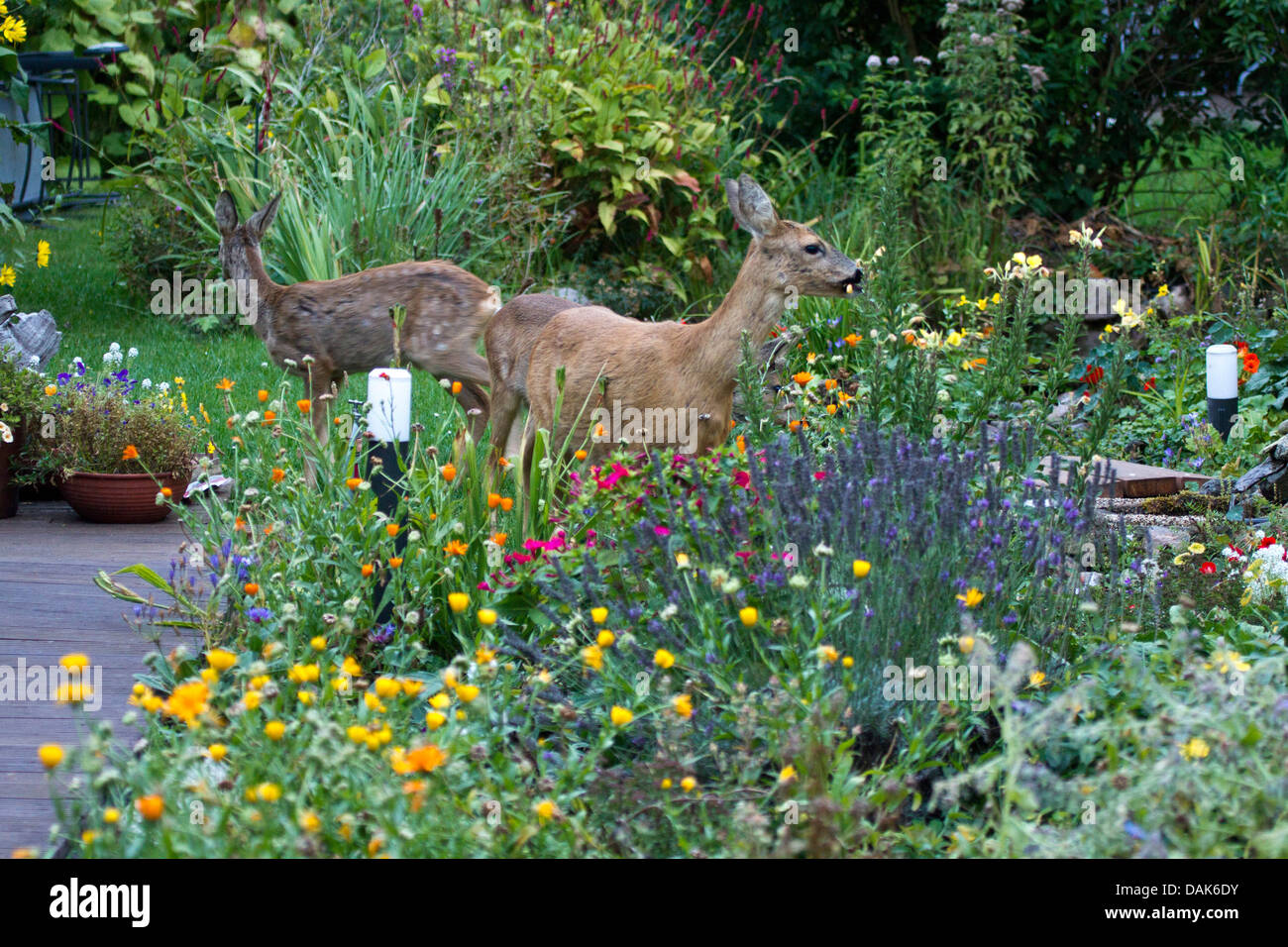 roe deer (Capreolus capreolus), mother standing with two almost adult fawns in the garden, Germany, Mecklenburg-Western Pomerania Stock Photo