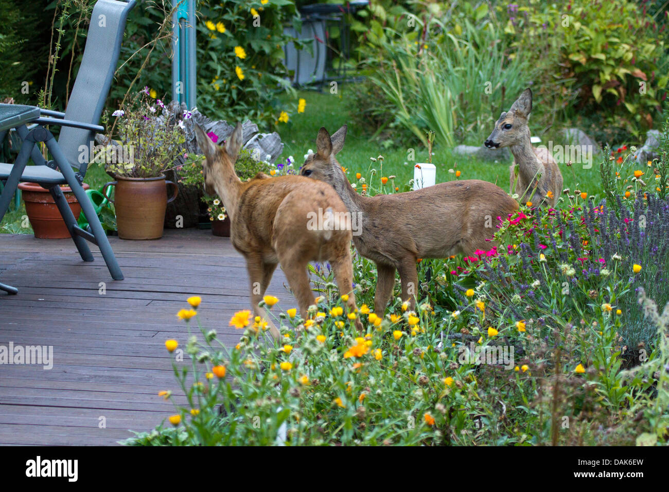 roe deer (Capreolus capreolus), mother standing with two almost adult fawns in the garden, Germany, Mecklenburg-Western Pomerania Stock Photo