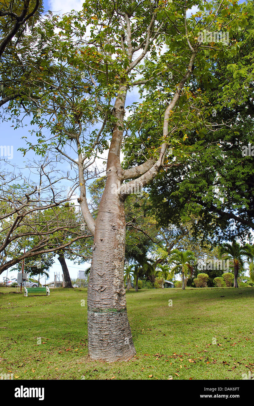 Adansonia digitata Bottle Tree Stock Photo