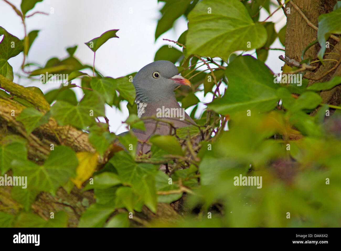 wood pigeon (Columba palumbus), breeding on a tree among ivy, Germany, Mecklenburg-Western Pomerania Stock Photo
