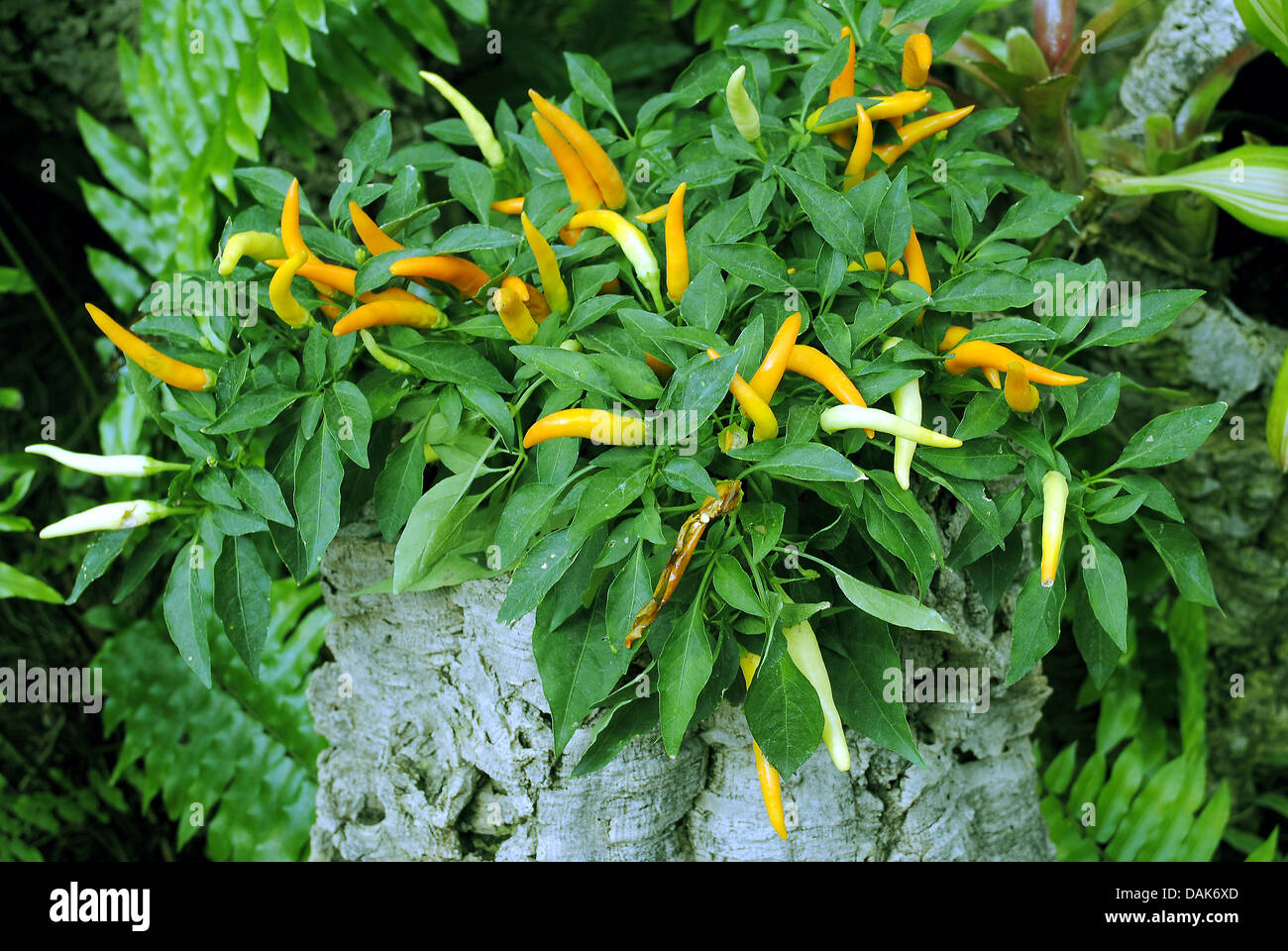 Chili Pepper Latin name Capsicum annuum Stock Photo Alamy