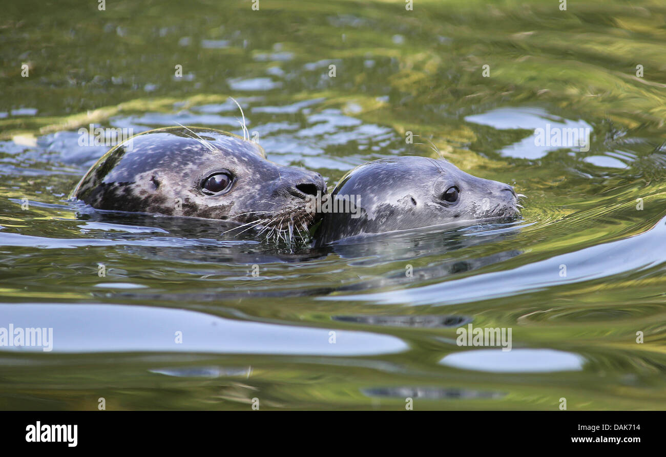 Rhenen On The Wad In The Dutch Zoo Ouwehands Dierenpark In
