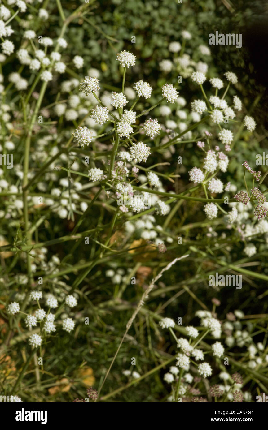 Massilian hartwort, French hartwort (Seseli tortuosum), blooming Stock Photo