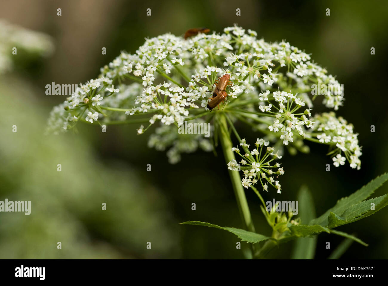 greater water-parsnip (Sium latifolium), inflorescenc with beetles, Germany Stock Photo