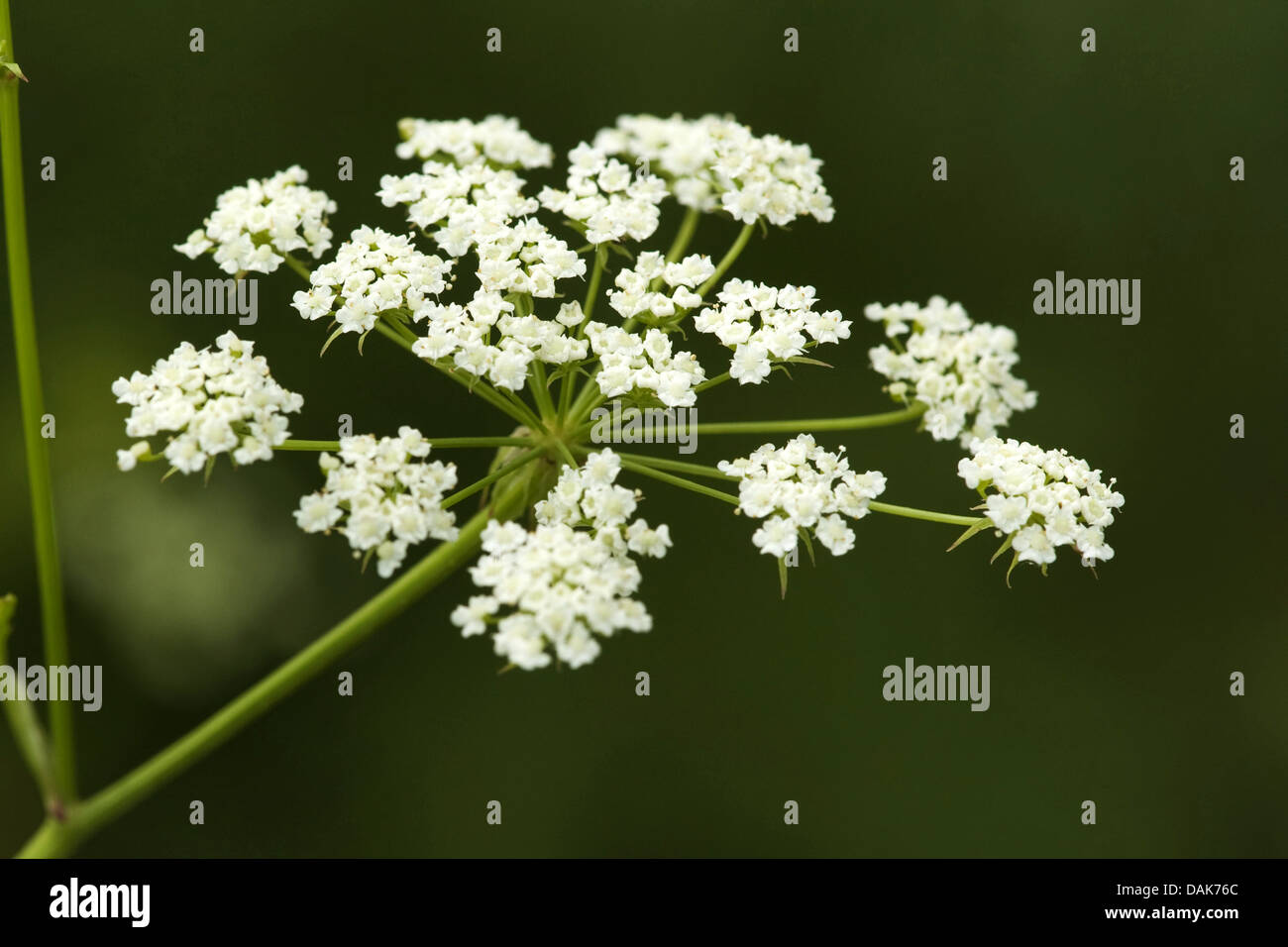 Skirret, Crummock (Sium sisarum), inflorescence Stock Photo
